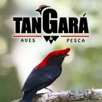 Tangara