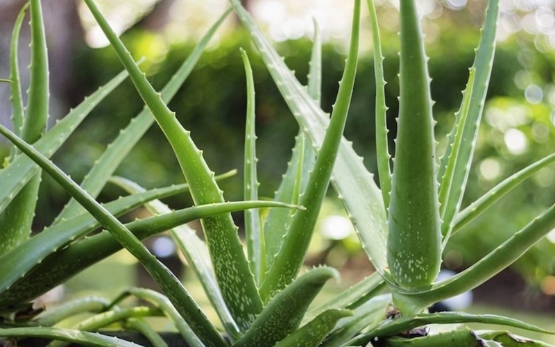 aloe vera