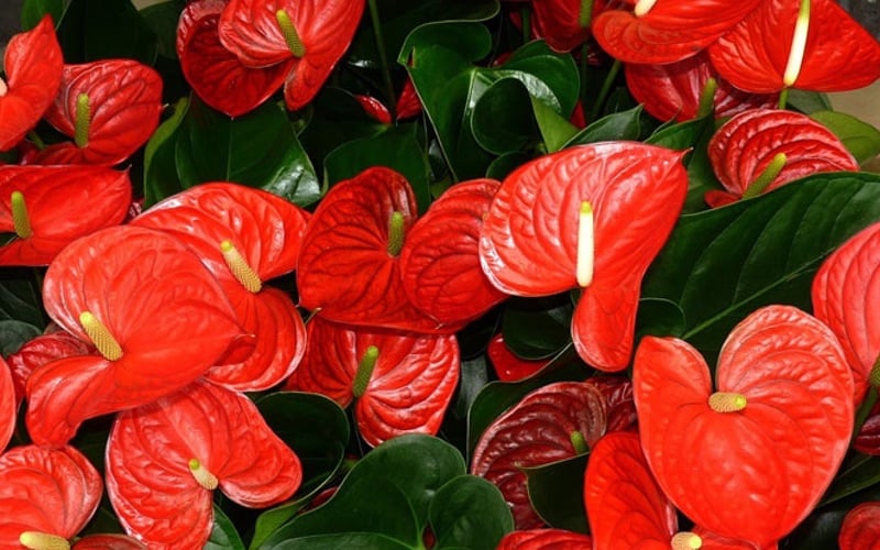 anturio