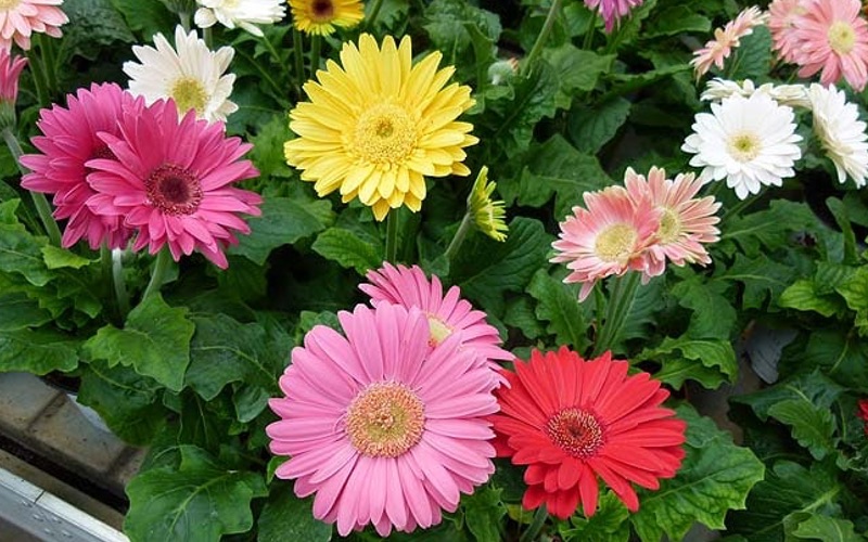gerbera