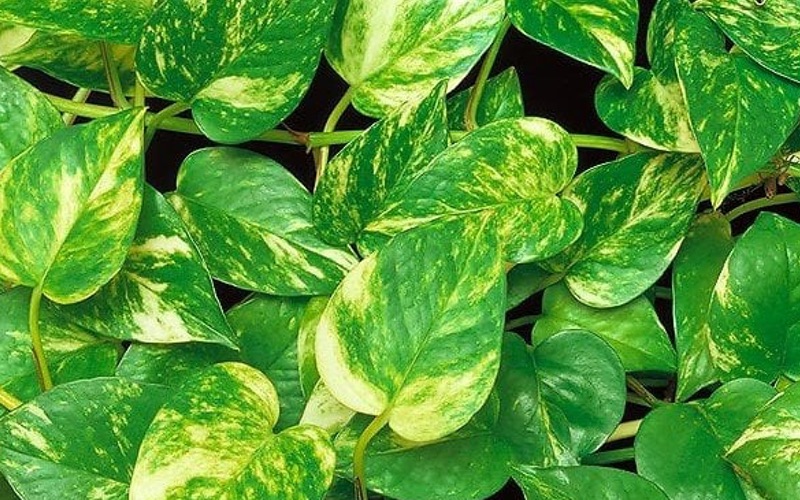 jiboia