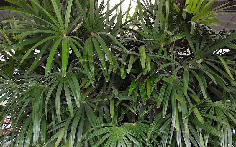 palmeira rafia